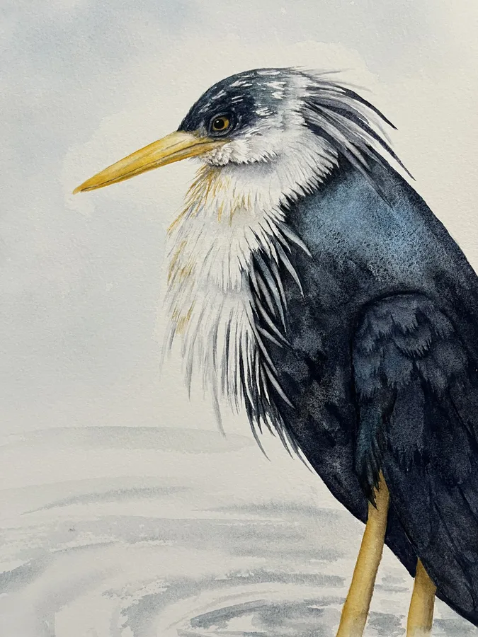 A Pied Heron