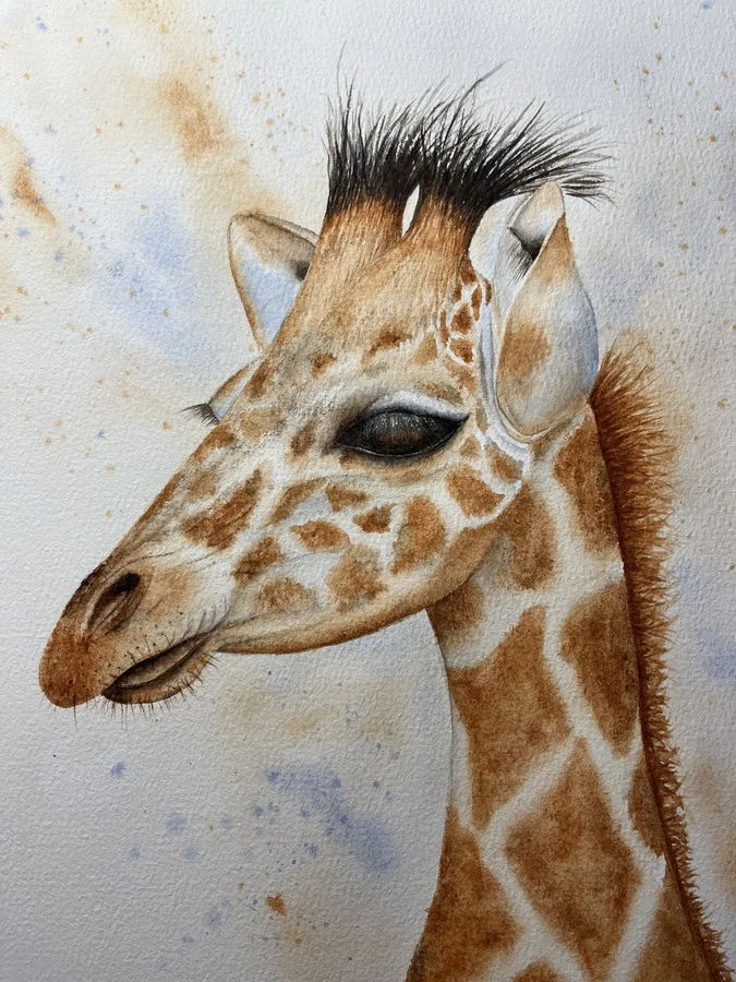 A Young Giraffe (SOLD)