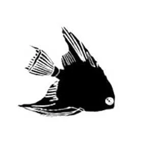 angel-fish