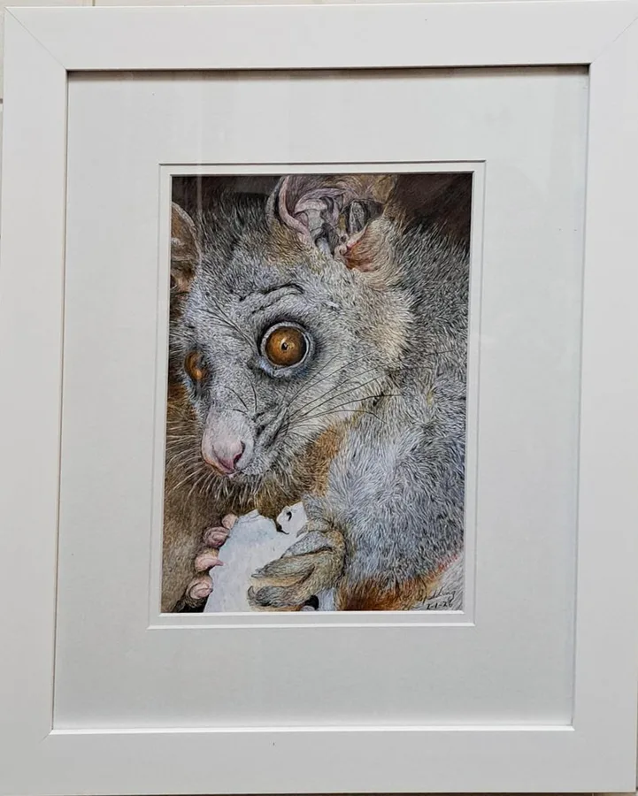 Boxcar Willie, a coloured pencil drawing of a possum by Rob Spedding