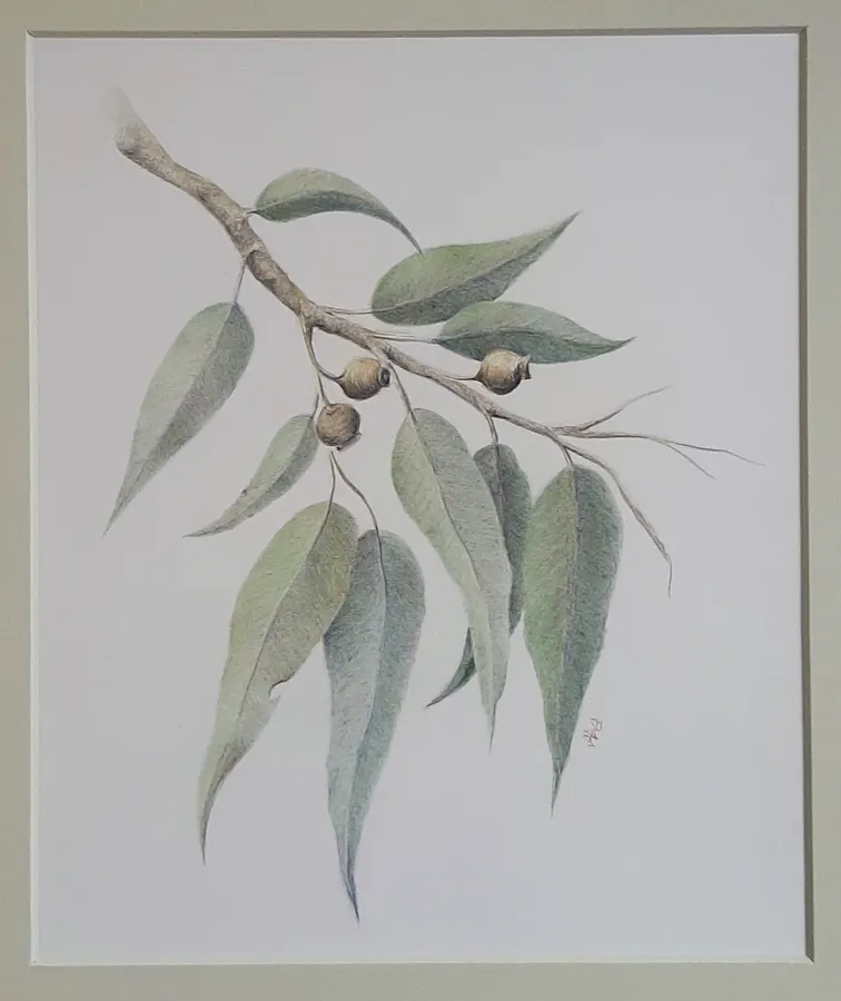 Gentle Gum