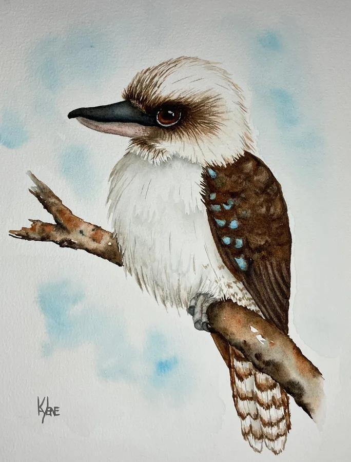 Kookaburra