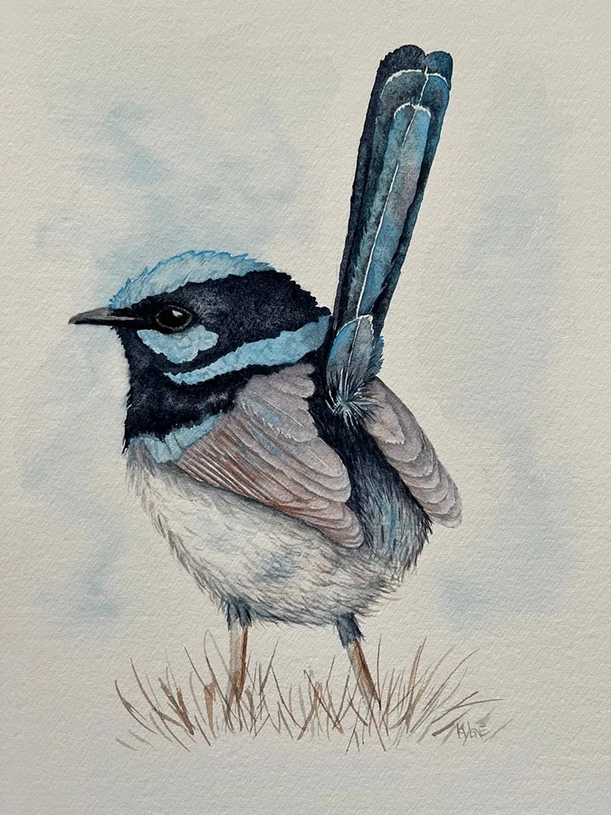Lovely Blue Wren