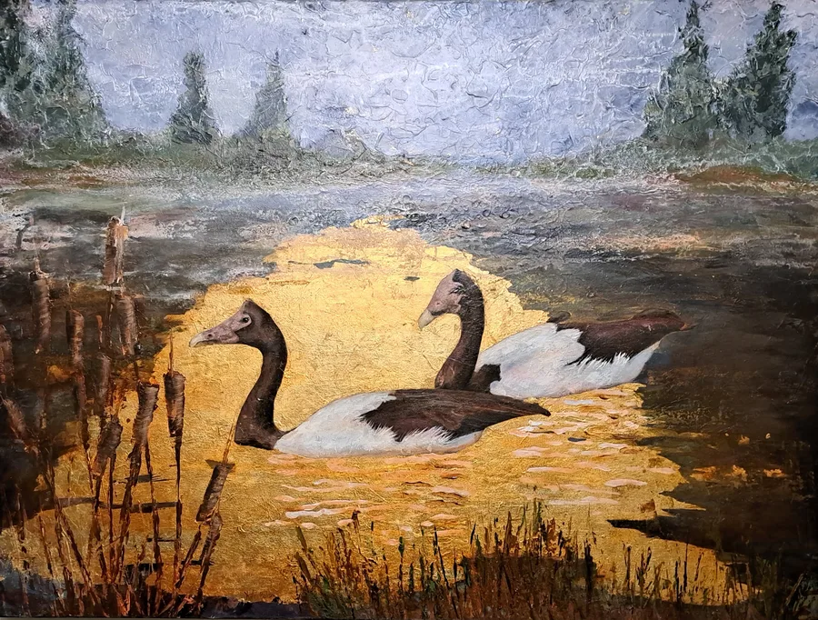 Magpie Geese