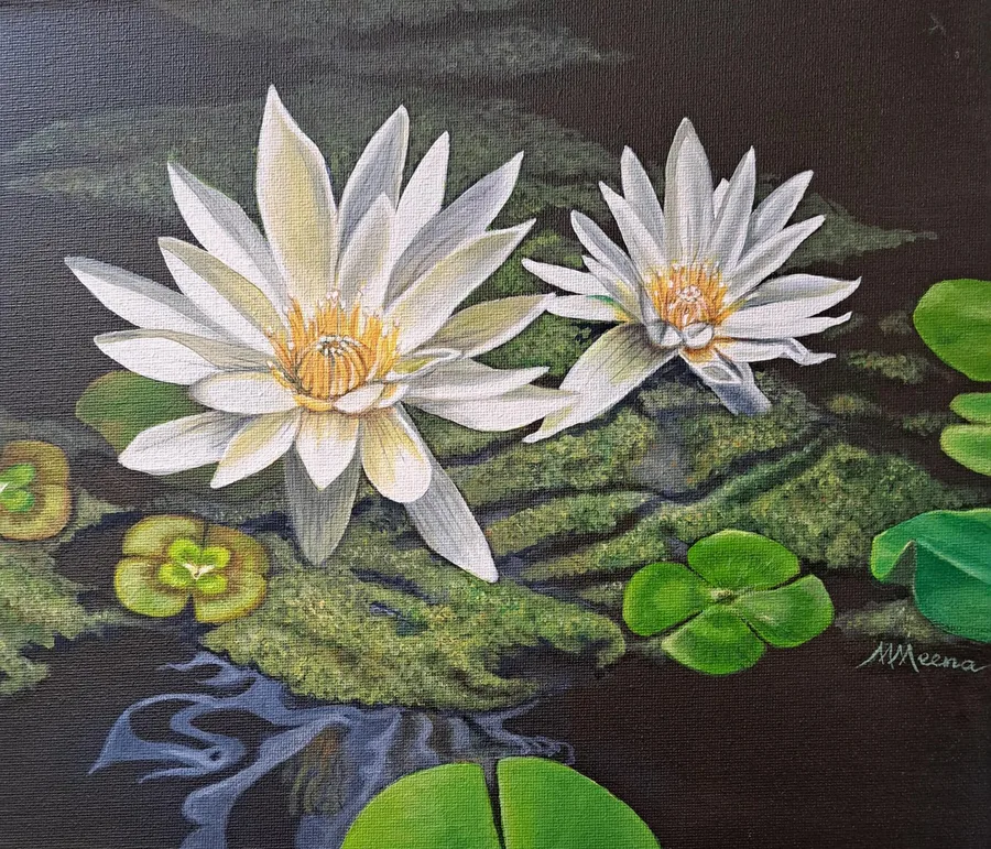 Waterlily Haven