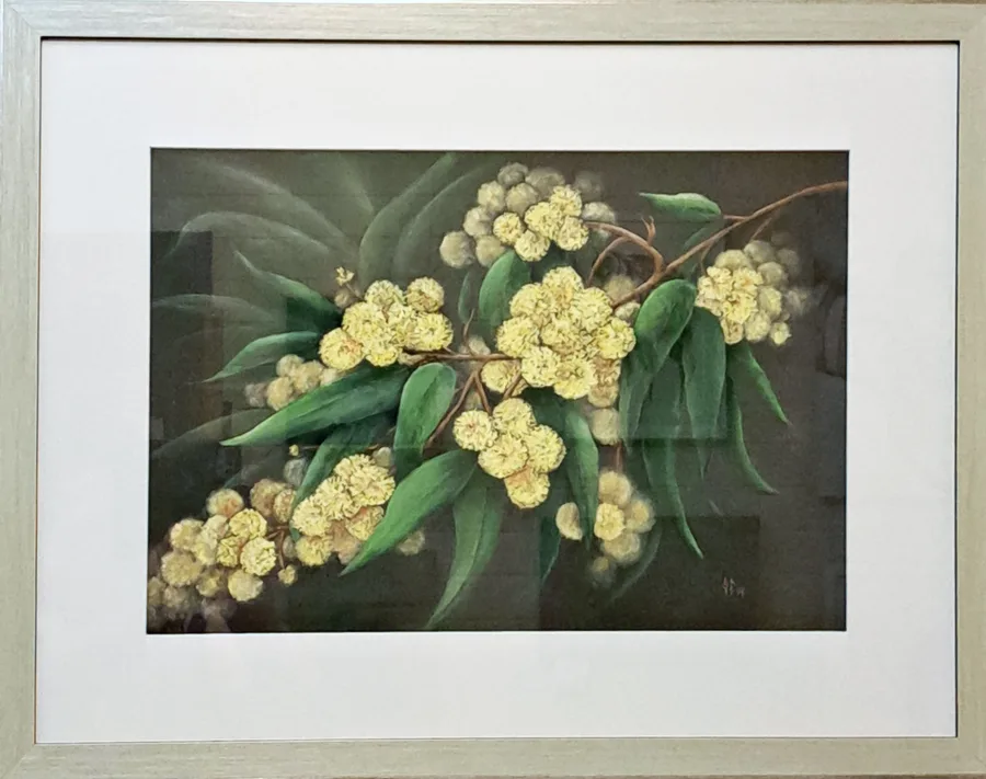 Wattle Bough
